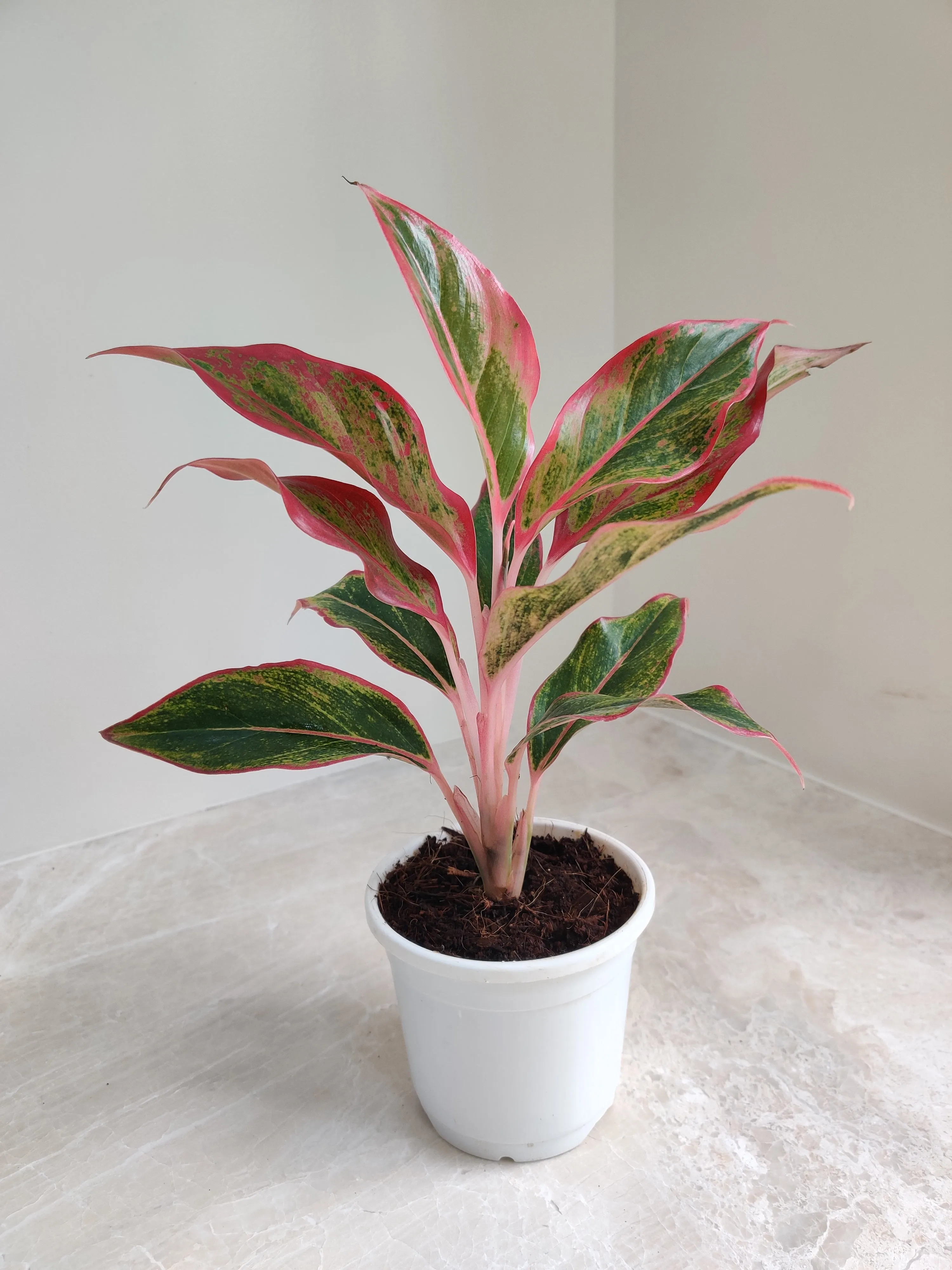 Aglaonema Red Lipstick Plant