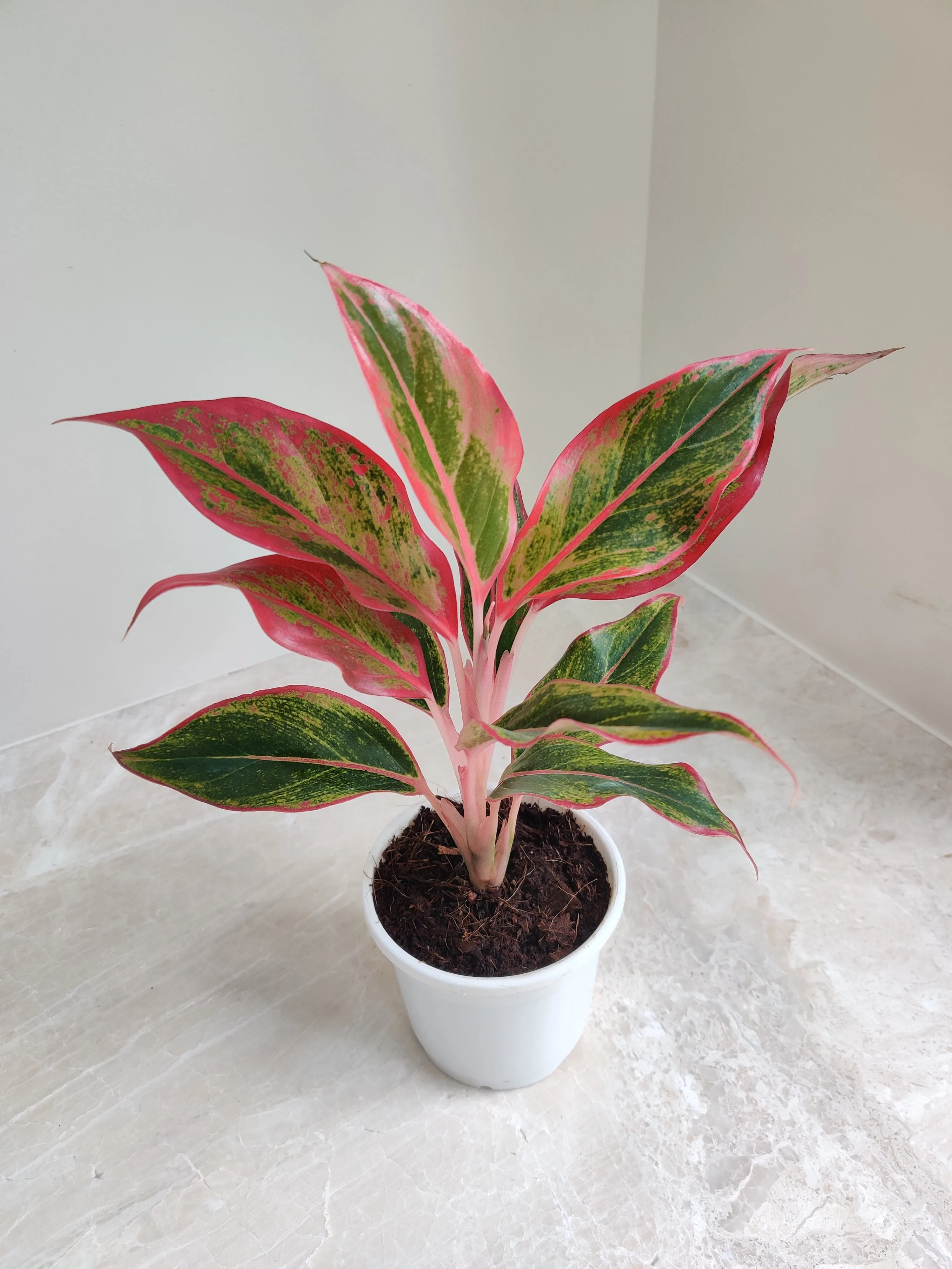 Aglaonema Red Lipstick Plant