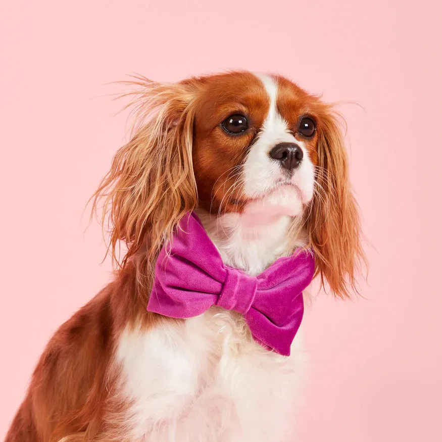 Dog and Cat Bowtie: Plum Velvet