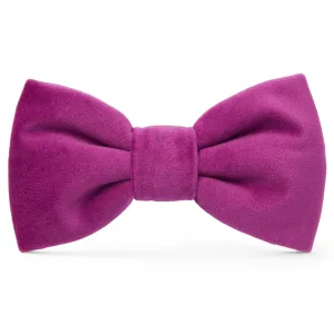 Dog and Cat Bowtie: Plum Velvet