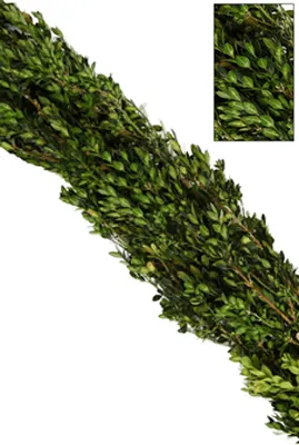 Fresh Boxwood Christmas Garland