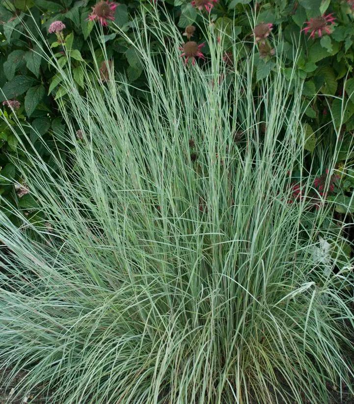 Grasses:  'The Blues' Little Bluestem Grass - 5.5" (VN)