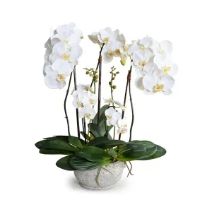 Phalaenopsis Orchid x5 in Glazed Bowl -White