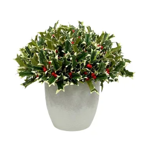 Pointed Holly in Floral Cathe Pot 14"