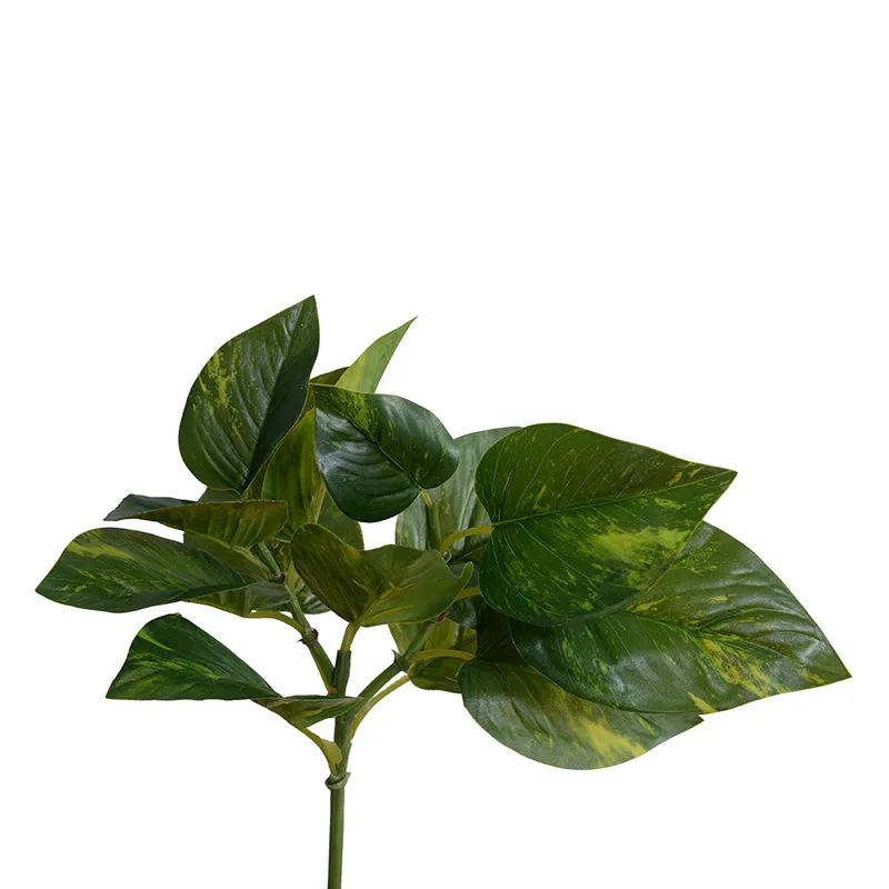 Pothos (Scindapsus) spray, 15"L